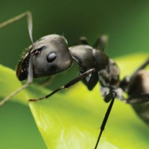 fourmis
