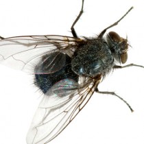 mouche