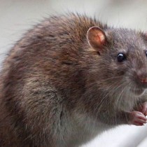 souris